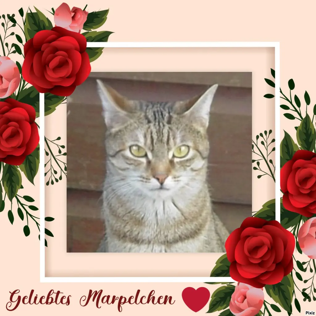 Condolence image of Sternchenpost ⭐