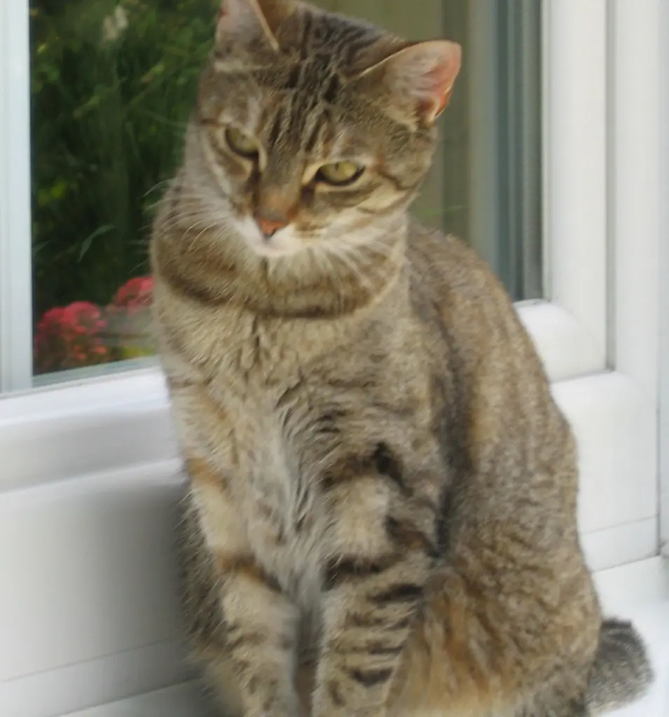 Condolence image of für mein kleines Mädchen