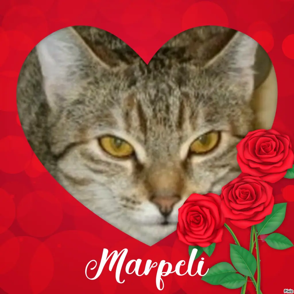 Condolence image of Tanja mit Timmy im Herzen 