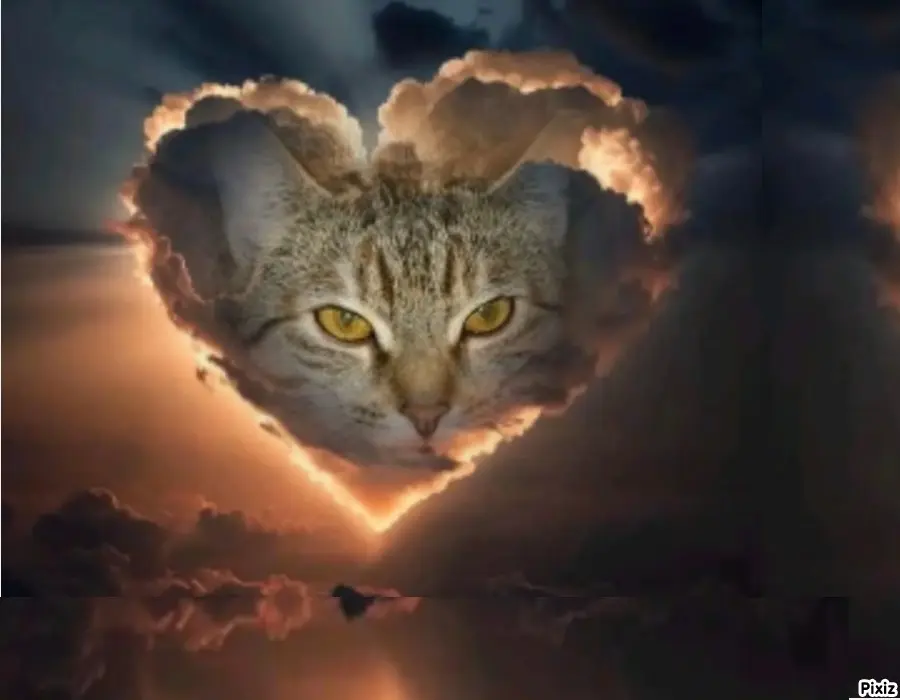 Condolence image of Tanja mit Timmy im Herzen 