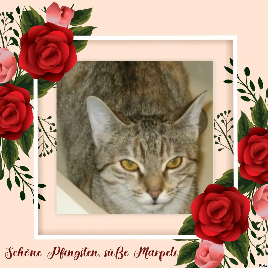 Condolence image of Tanja mit Timmy im Herzen 