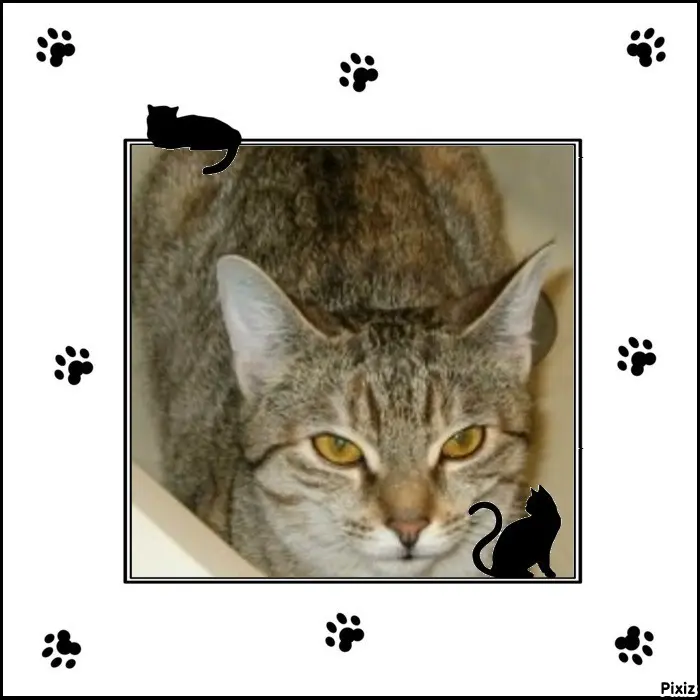 Condolence image of Tanja mit Timmy im Herzen 