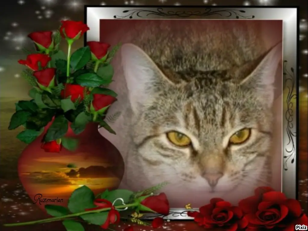 Condolence image of Tanja mit Timmy im Herzen 