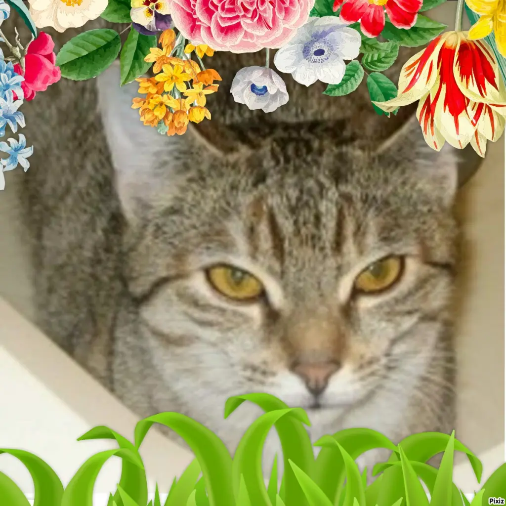 Condolence image of Tanja mit Timmy im Herzen 