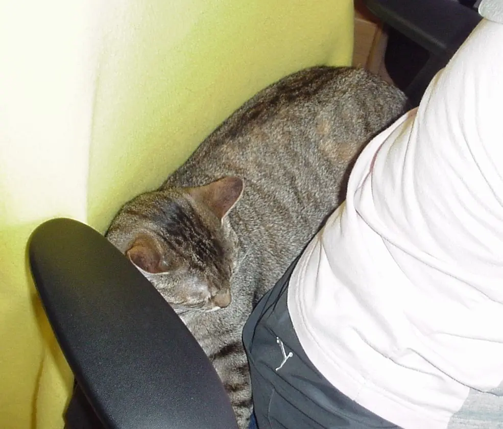 Condolence image of an mein geliebtes Marpeli ♥