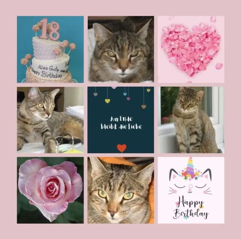 Condolence image of Rosen zum 18. Geburtstag