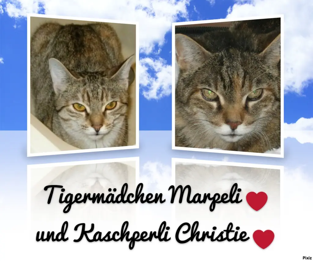 Condolence image of Tanja mit Timmy im Herzen