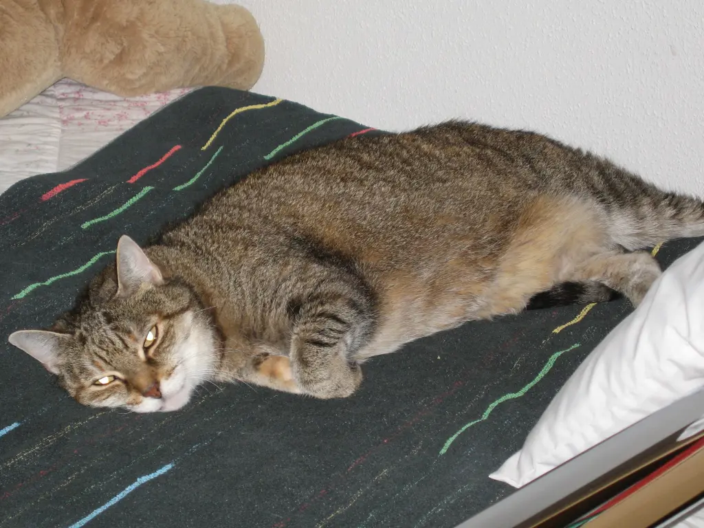 Condolence image of an mein Marpeli