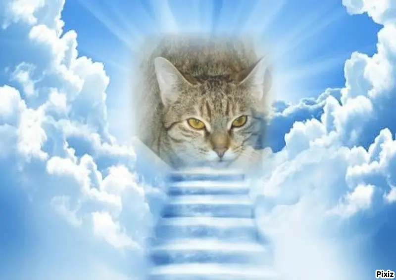 Condolence image of Tanja mit Timmy im Herzen