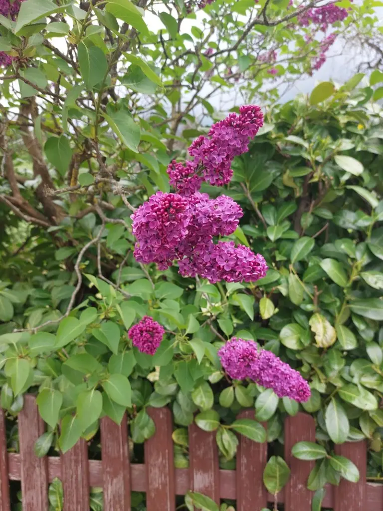 Condolence image of Pauline und Daniela für Marpelchen und Mama Elisabeth ❤️