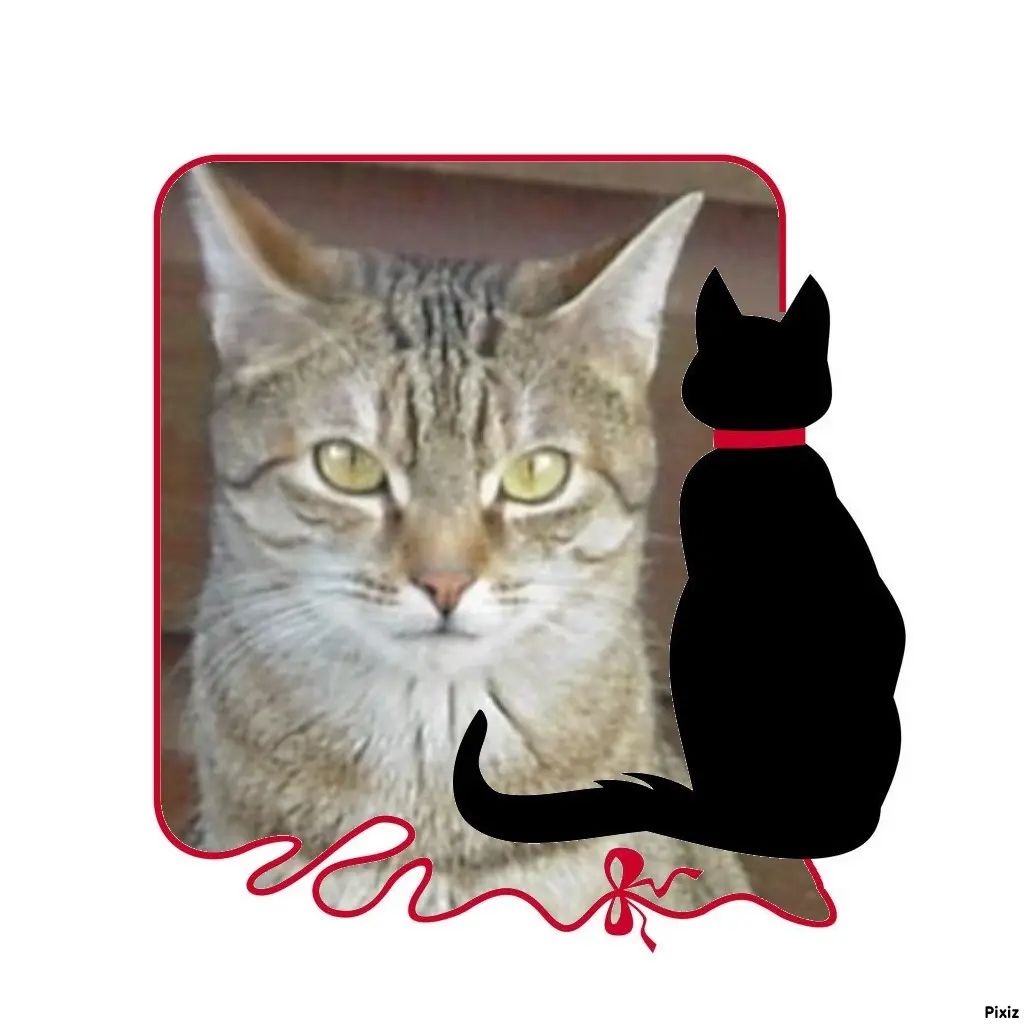 Condolence image of Patricia mit Bunny ❤️