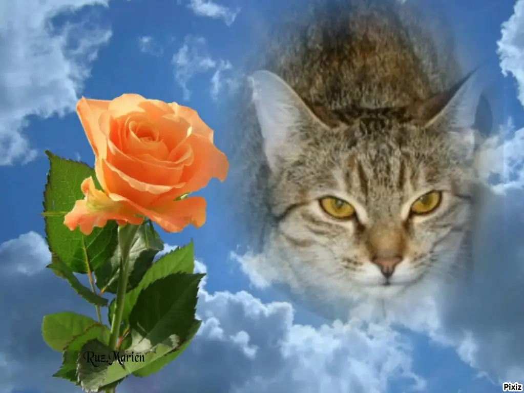 Condolence image of Tanja mit Timmy im Herzen