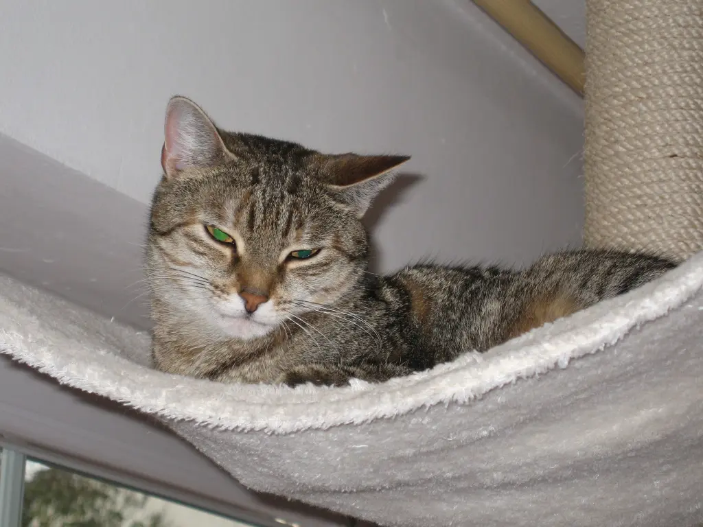 Condolence image of an mein Marpeli ♥