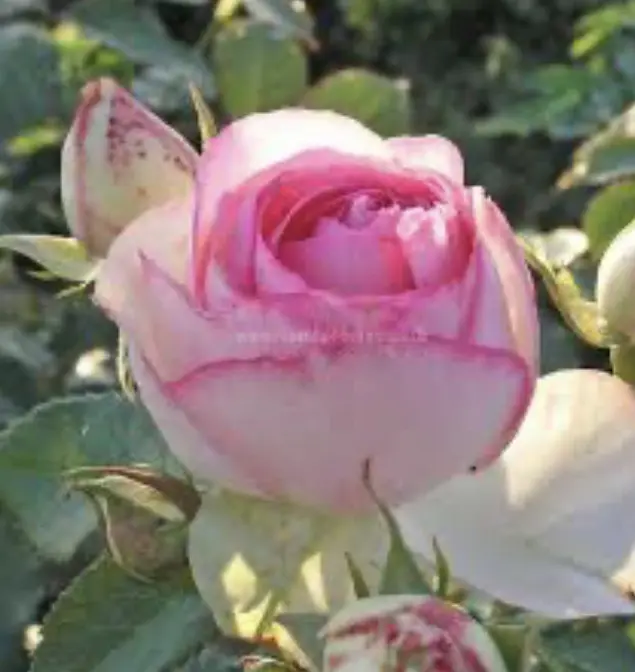 Condolence image of Carmen, Ravi und Zausi