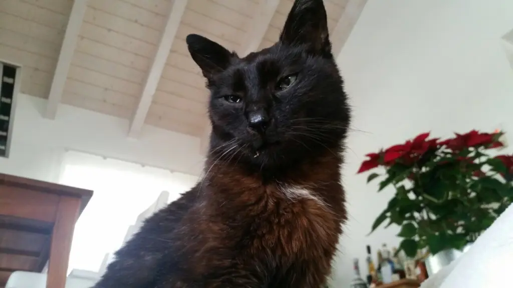 Condolence image of Benny an Marple