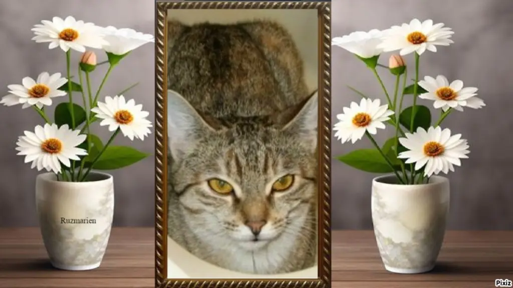 Condolence image of Tanja mit Timmy im Herzen