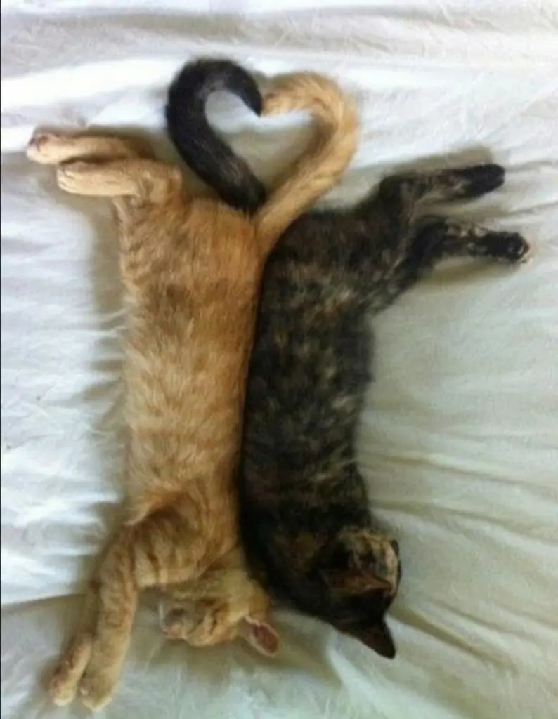 Condolence image of Pauline für meine Freundin Marple ❤️