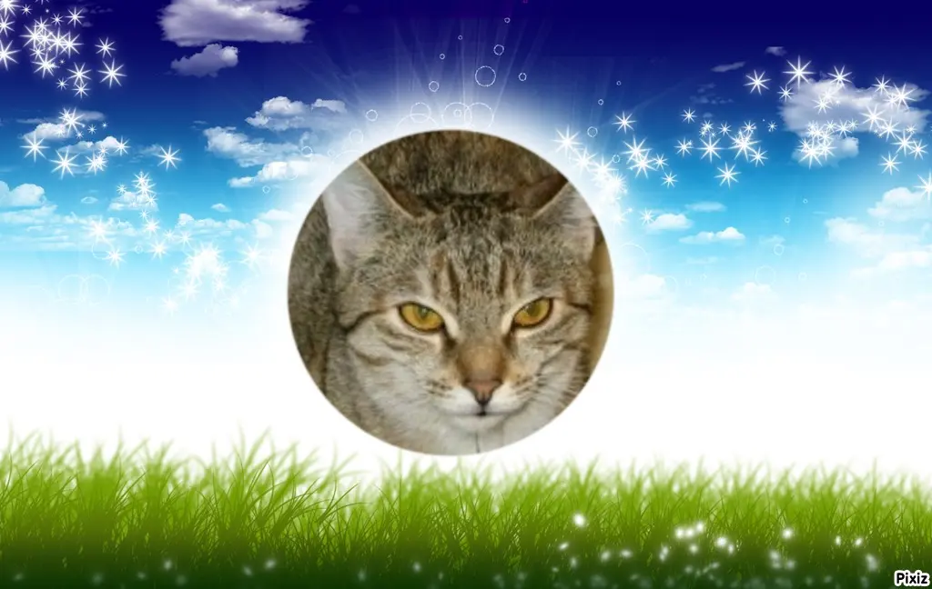 Condolence image of Tanja mit Timmy im Herzen