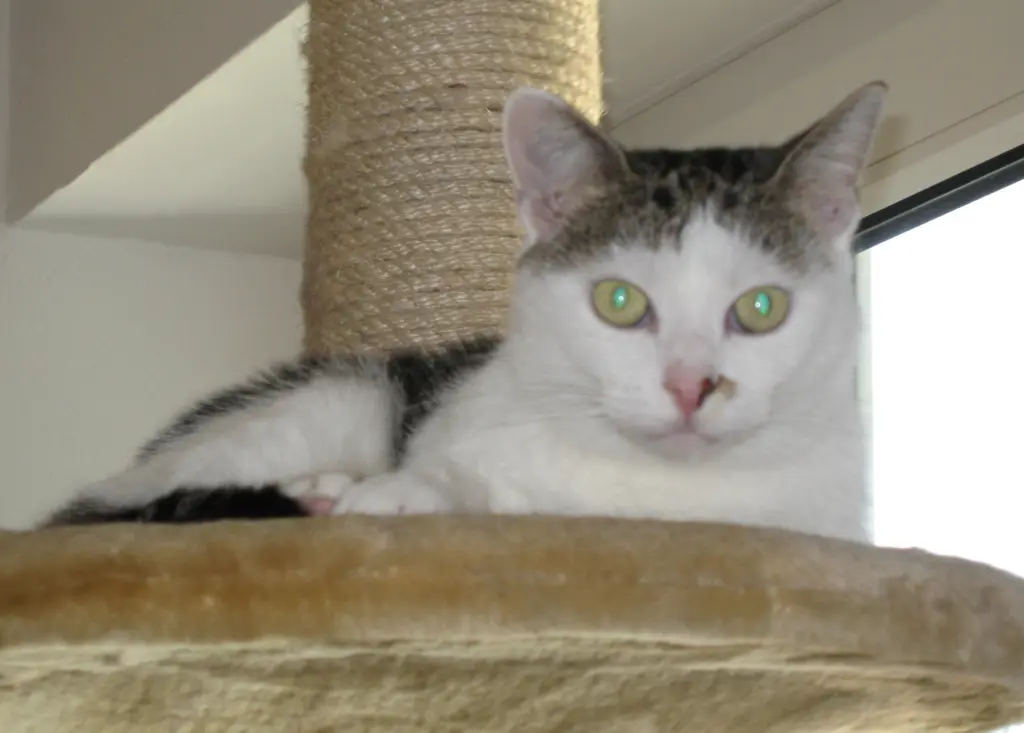 Condolence image of an Neko