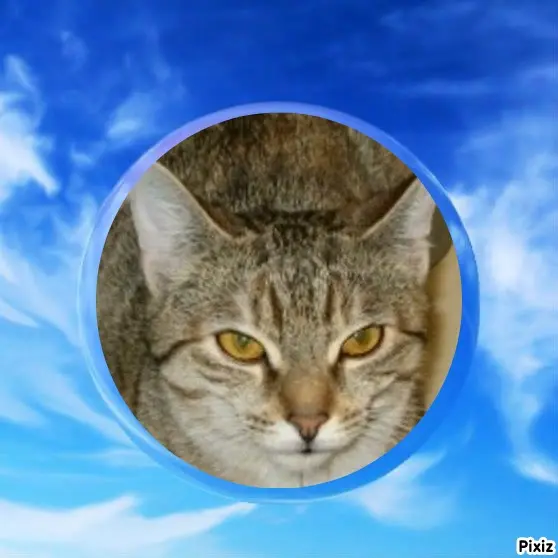 Condolence image of Tanja mit Timmy im Herzen 