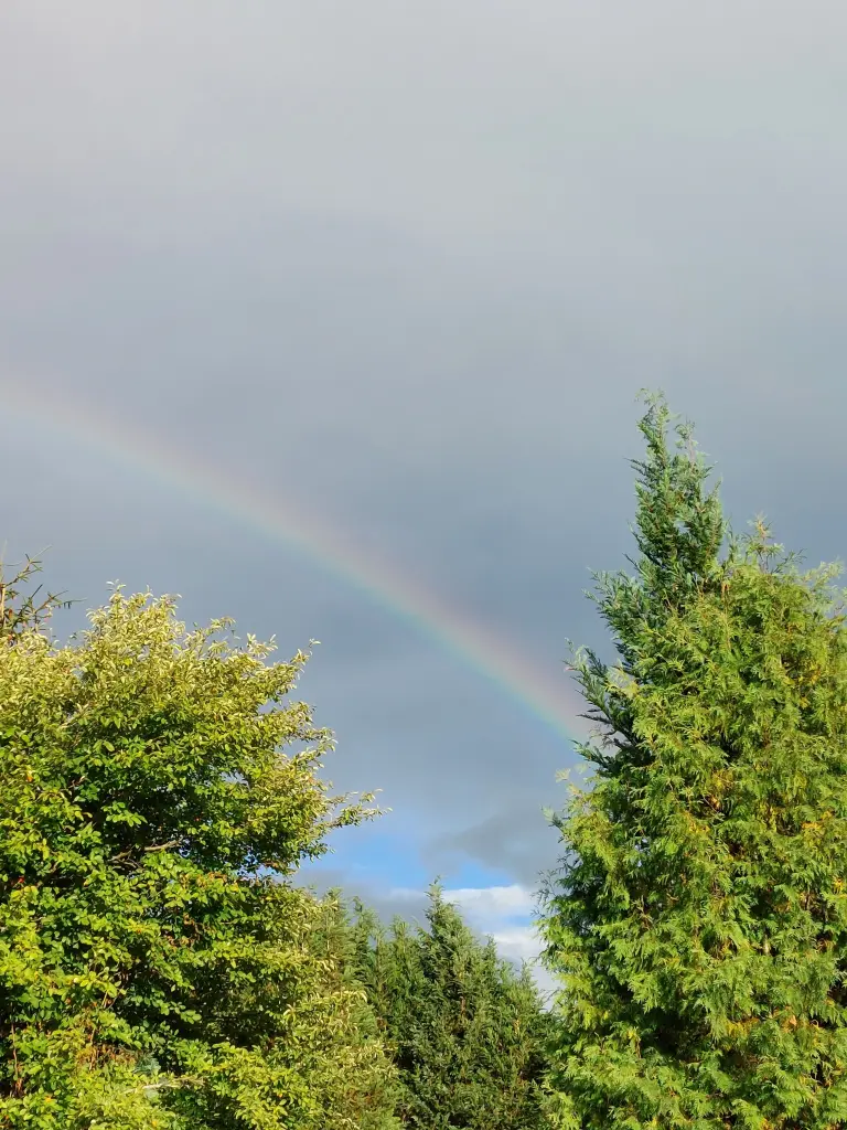 Condolence image of Daniela  für Sternenkind Marple ❤️