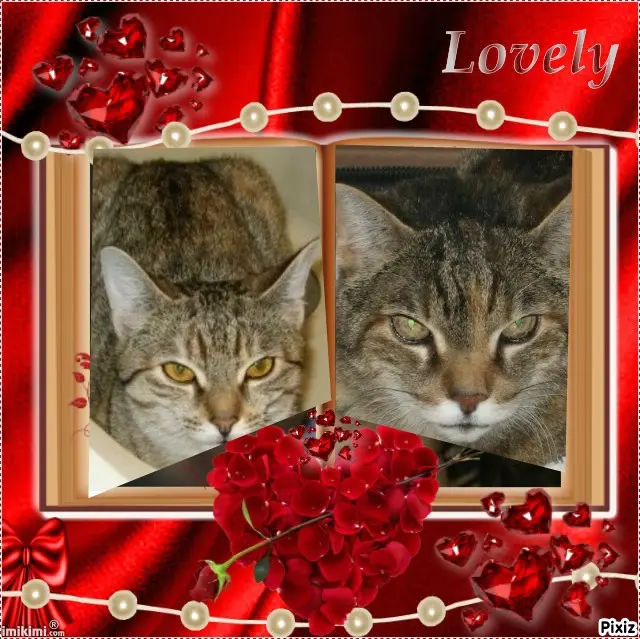 Condolence image of Tanja mit Timmy im Herzen 