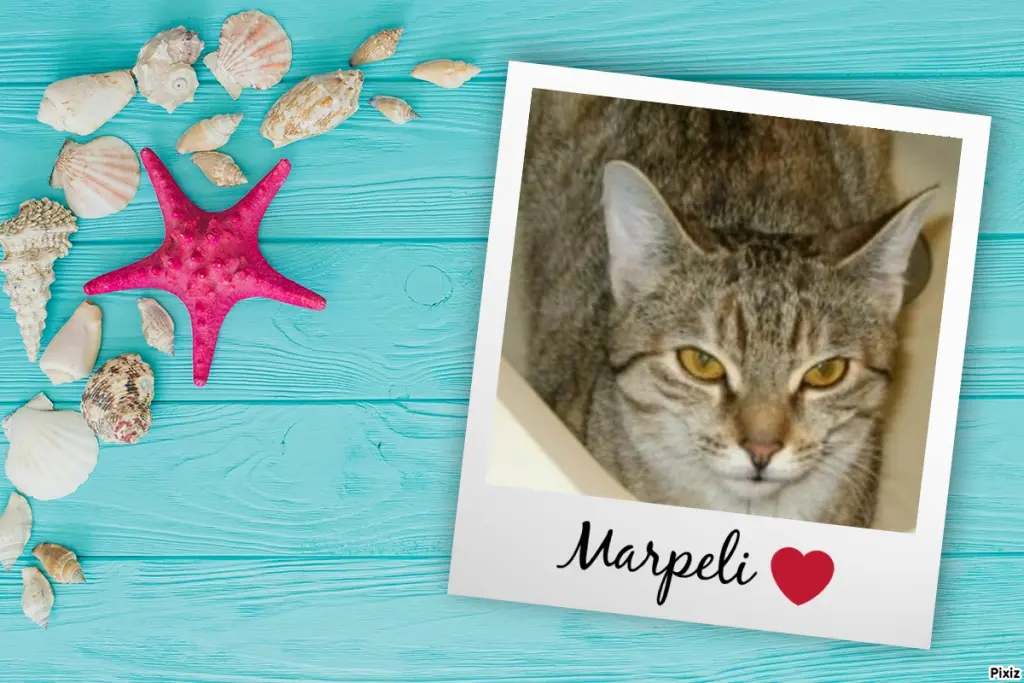 Condolence image of Tanja mit Timmy im Herzen 