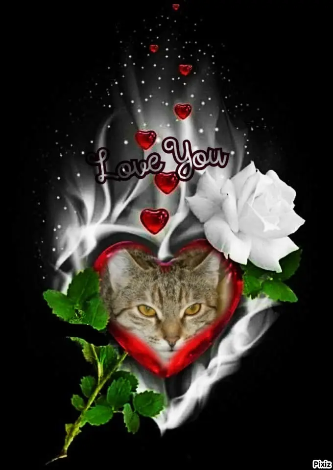 Condolence image of Tanja mit Timmy im Herzen