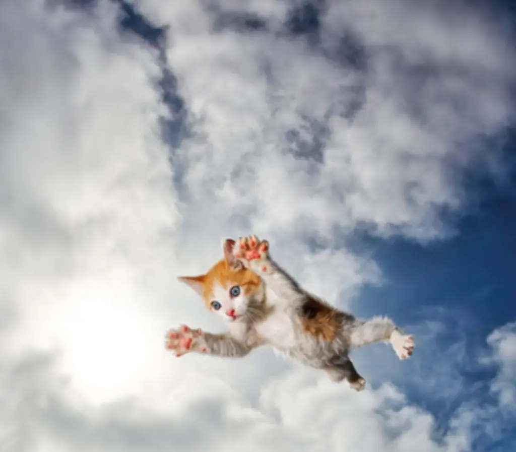 Condolence image of Ein paar liebe Worte von Pauline an Marple ❤️