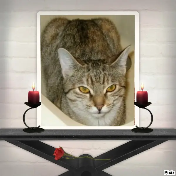 Condolence image of Tanja mit Timmy im Herzen