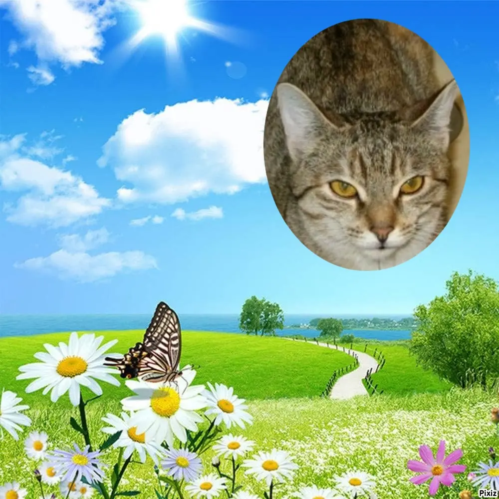 Condolence image of Tanja mit Timmy im Herzen