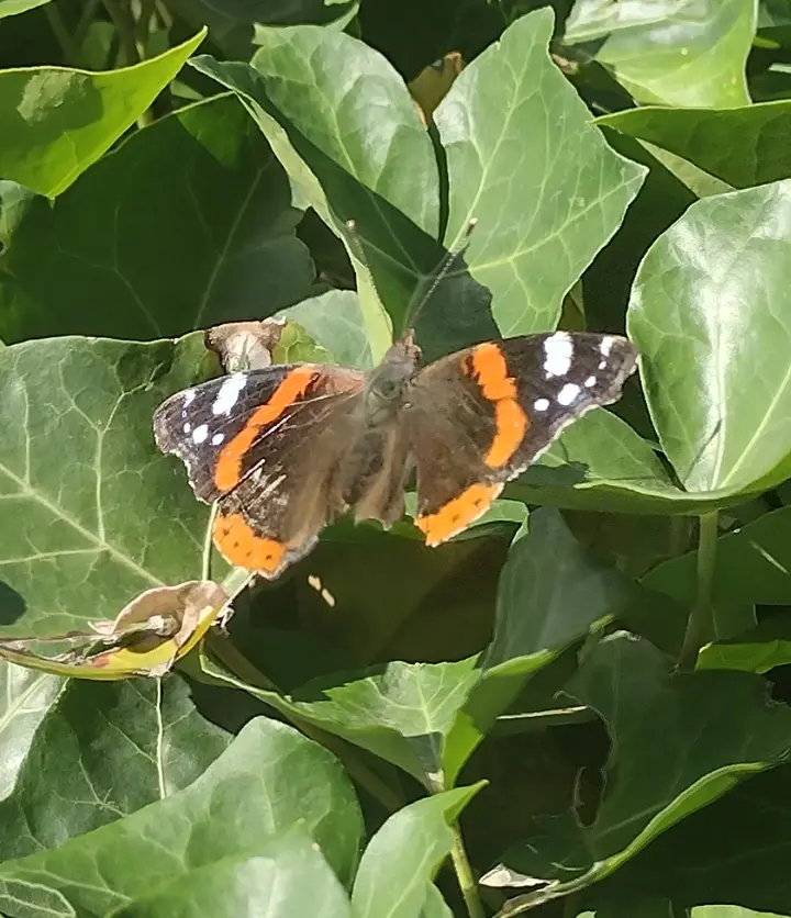 Condolence image of Corinna mit Emma, Pummelchen und anderen Sternlein im ❤️