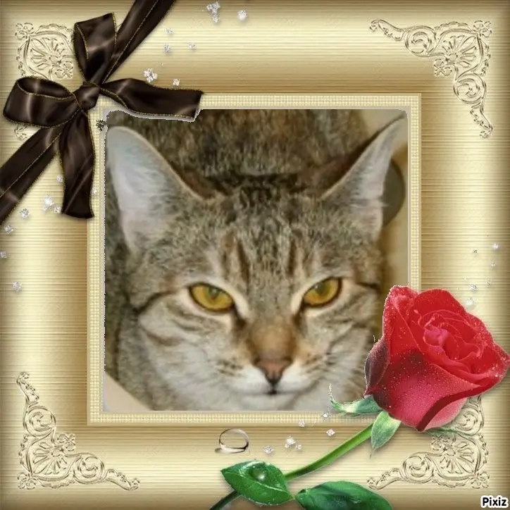 Condolence image of Tanja mit Timmy im Herzen