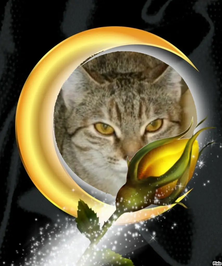 Condolence image of Tanja mit Timmy im Herzen