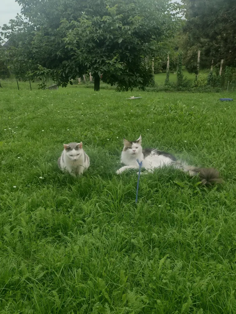 Condolence image of Corinna mit Emma, Pummelchen und anderen Sternlein im ❤️