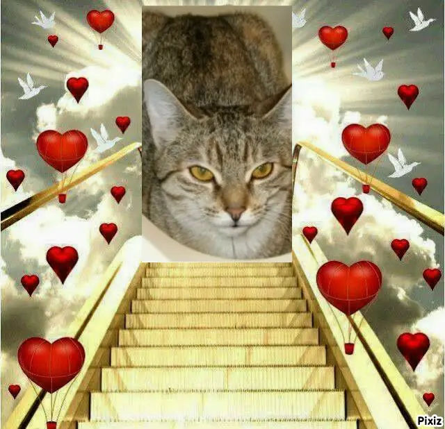 Condolence image of Tanja mit Timmy im Herzen