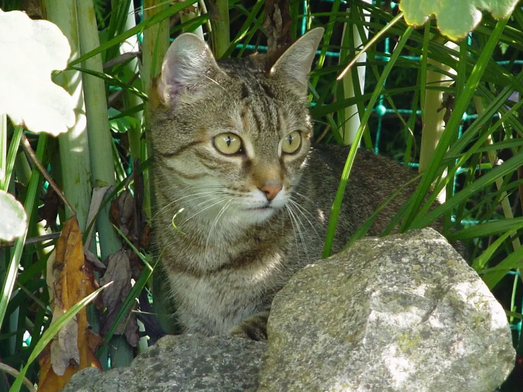 Condolence image of an mein Mädele ♥