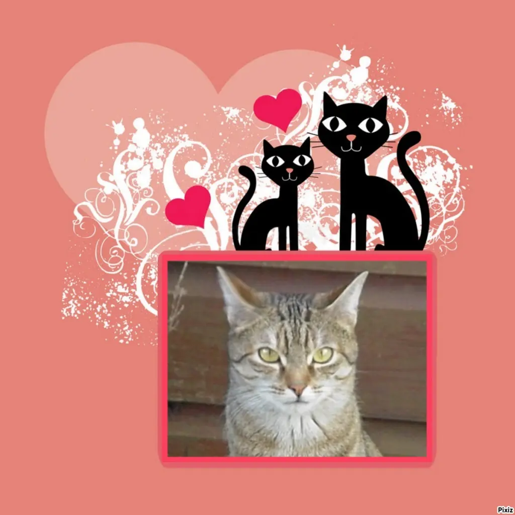 Condolence image of Sternchenpost ⭐