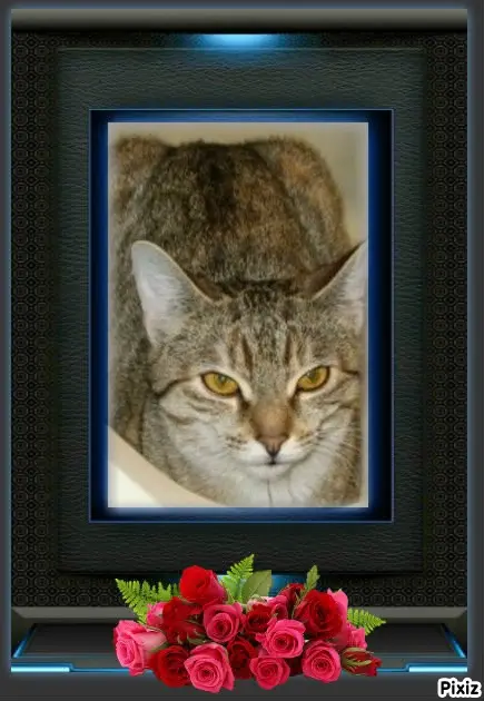 Condolence image of Tanja mit Timmy im Herzen 