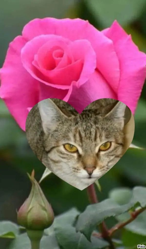 Condolence image of Tanja mit Timmy im Herzen 