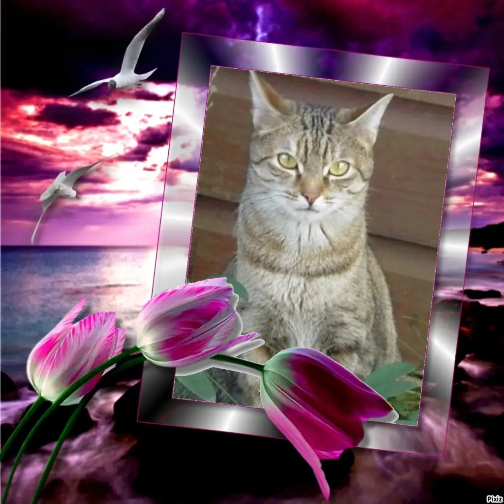 Condolence image of Patricia mit Bunny im ❤ gest. 24.11.2020