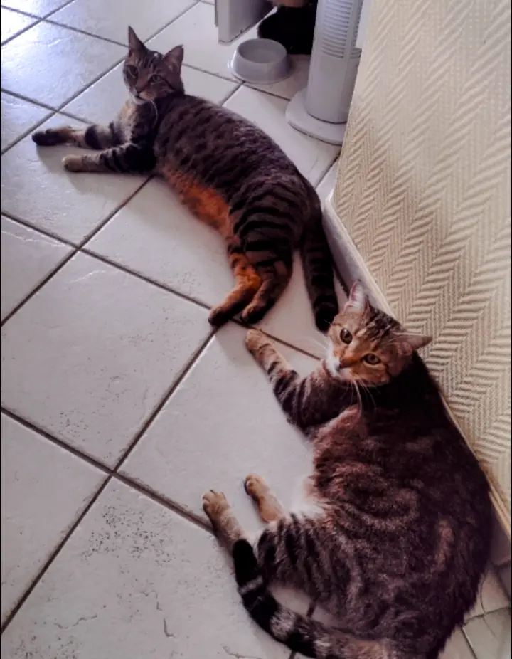 Condolence image of Corinna mit Emma, Pummelchen und anderen Sternlein im ❤️