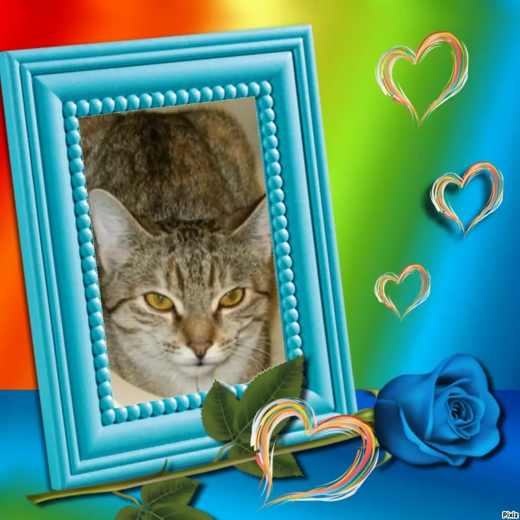 Condolence image of Tanja mit Timmy im Herzen 