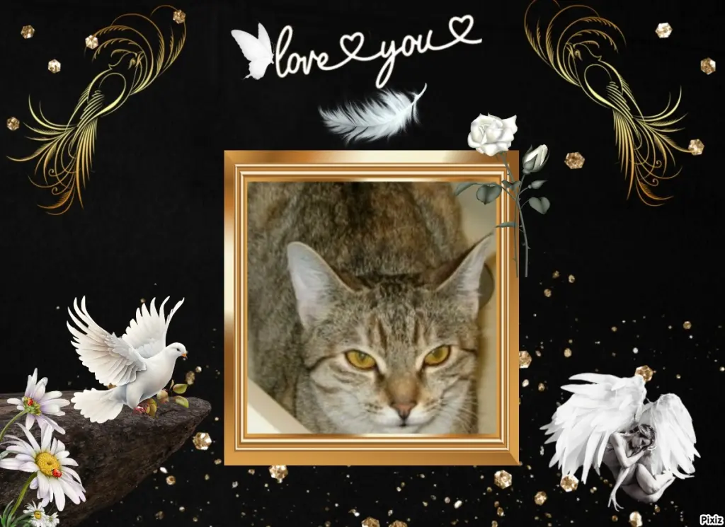 Condolence image of Tanja mit Timmy im Herzen 