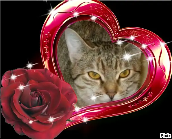 Condolence image of Tanja mit Timmy im Herzen 