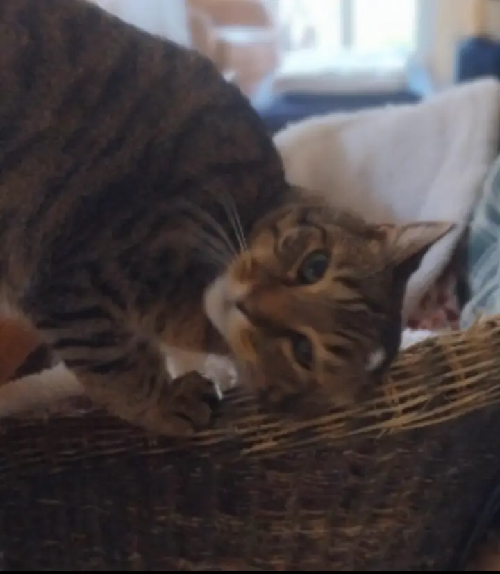 Condolence image of Corinna mit Emma, Pummelchen und anderen Sternlein im ❤️