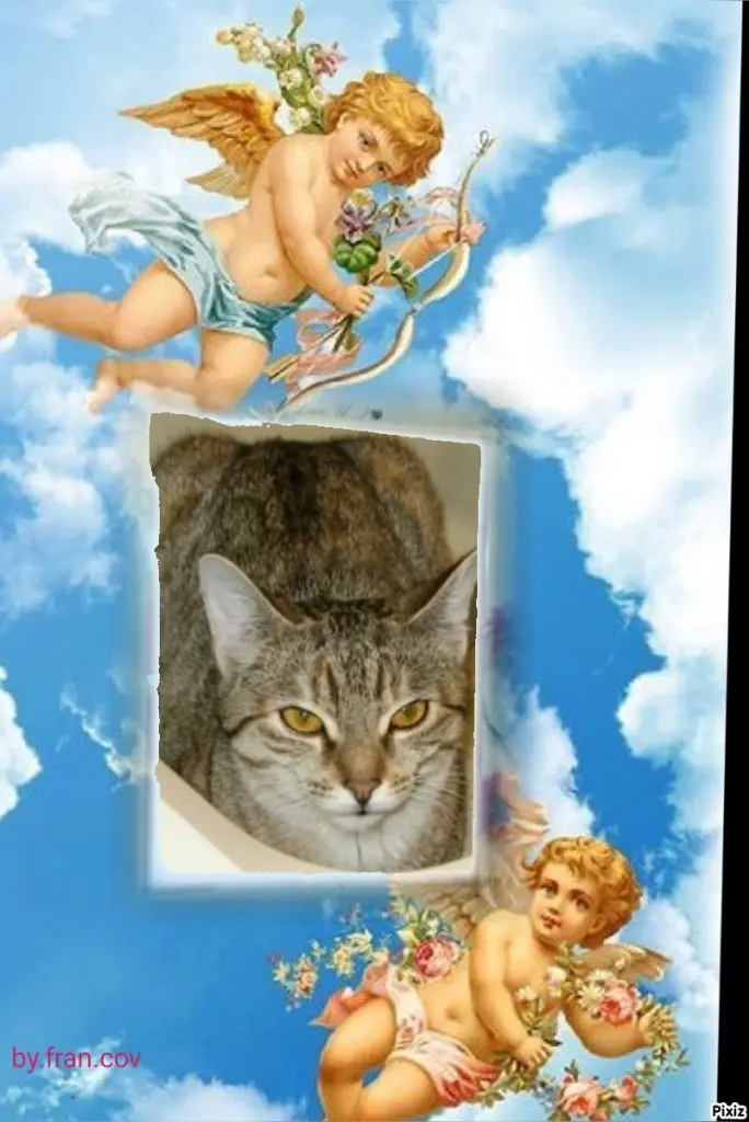 Condolence image of Tanja mit Timmy im Herzen 