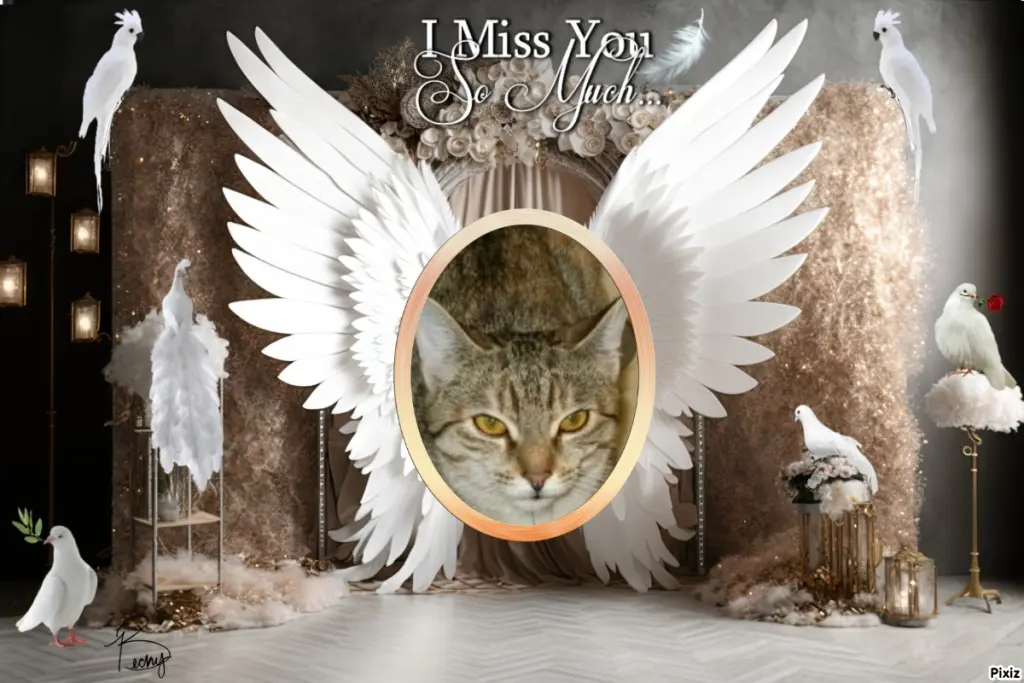 Condolence image of Tanja mit Timmy im Herzen 