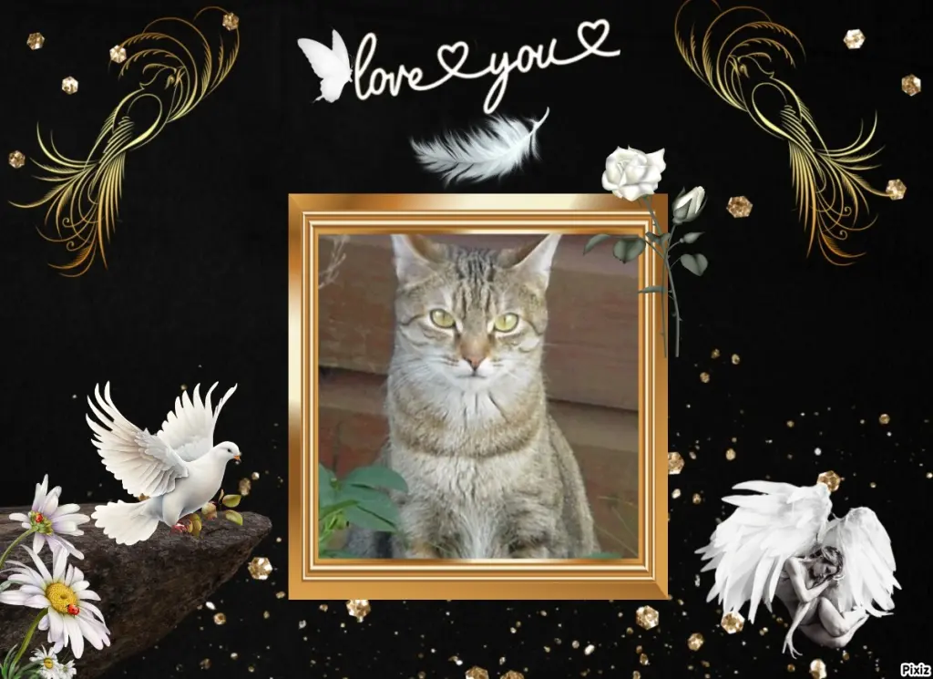 Condolence image of Sternchenpost ⭐