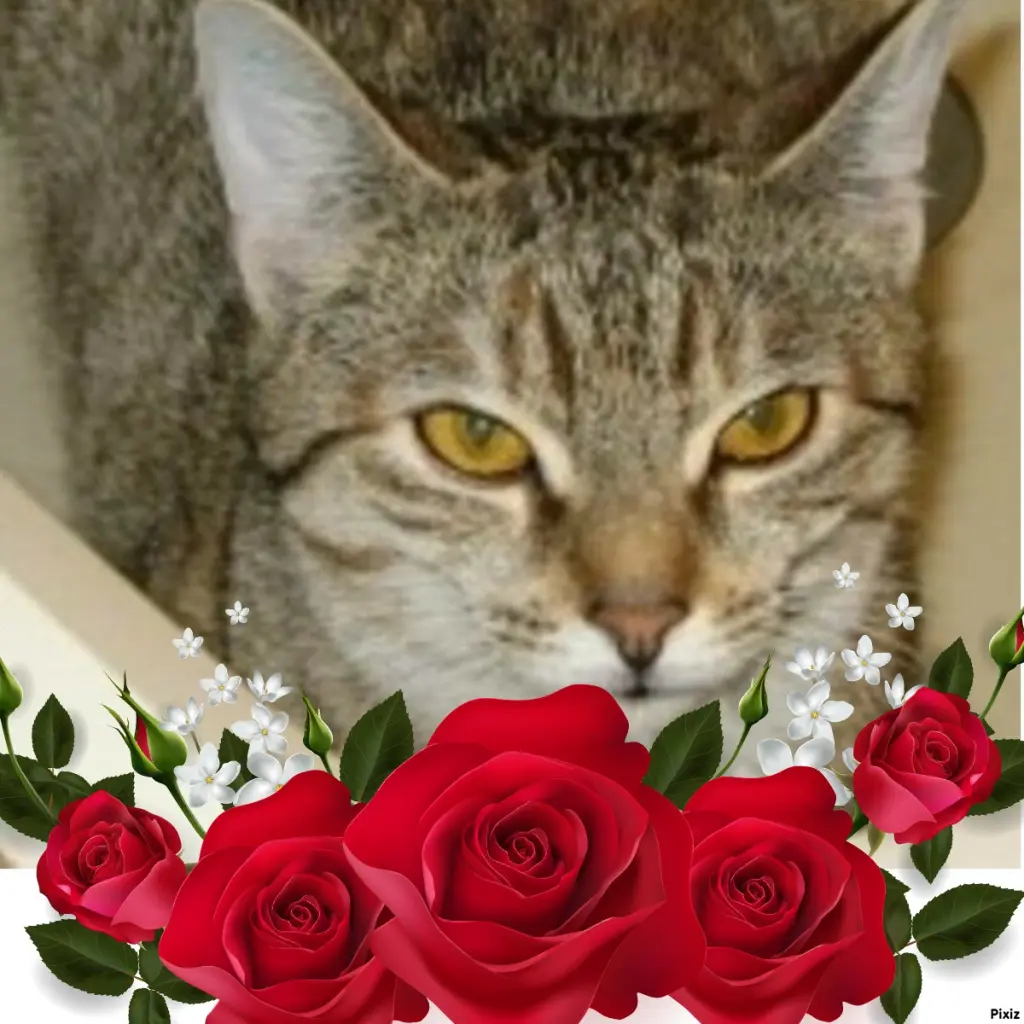 Condolence image of Tanja mit Timmy im Herzen 